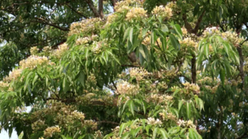 মৌলভীবাজারে মনু নদের পাড়ে বরুণগাছের ফুলে ফুলে রাজকীয় শোভা