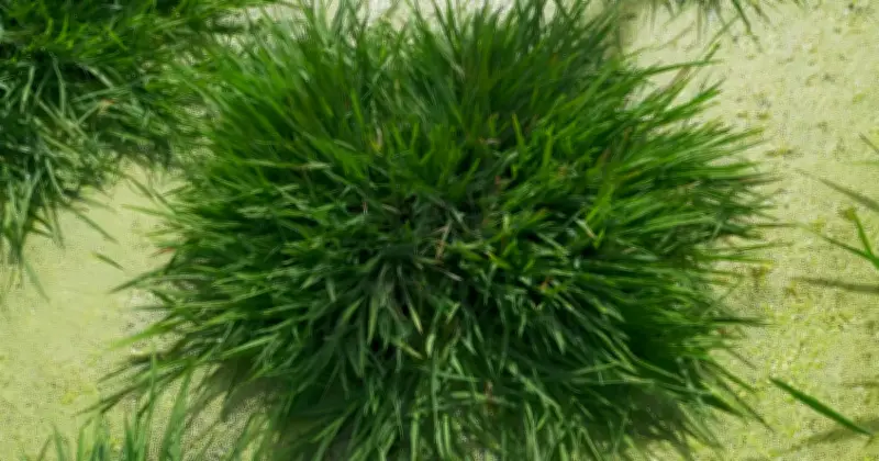 চীনা বিজ্ঞানীরা আবিষ্কার করেছেন দীর্ঘায়ু ধানের জাত, একবার রোপণে বহুবার ফলন সম্ভব