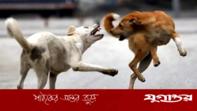 নেত্রকোনার কেন্দুয়ায় কুকুরের আক্রমণে এক দিনে ২০ জন আহত, ভ্যাকসিন সংকটে ভোগান্তি