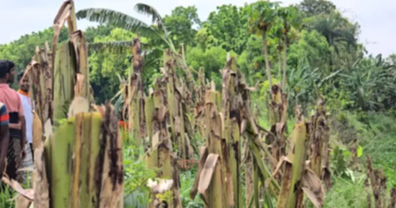 পাবনার সাঁথিয়ায় শত্রুতার বলি কৃষকের শবরি কলা বাগান, কাটা পড়ল ১ হাজার গাছ