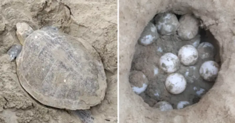 কক্সবাজারে একদিনে ১৬টি কাছিমের ১,৭৩৩ ডিম, সংরক্ষণে কোডেকের উদ্যোগ