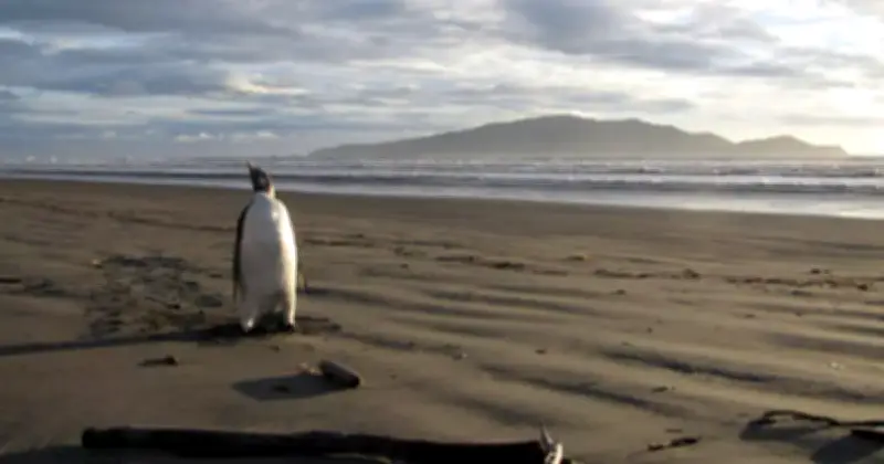 জাতিসংঘের সতর্কতা: পৃথিবীতে আটকে থাকা তাপের পরিমাণ ২০২৫ সালে রেকর্ড ছুঁয়েছে