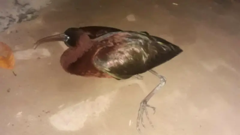 সিরাজগঞ্জে বিপন্ন খয়রা কাস্তেচরা পাখি উদ্ধার, সুস্থ হলে অবমুক্ত করা হবে