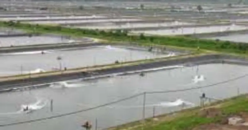 সাতক্ষীরার কালীগঞ্জে মাছের ঘেরে ডুবে দুই শিশুর মৃত্যু, ঈদের ছুটিতে নানার বাড়িতে বেড়াতে এসে ঘটনা