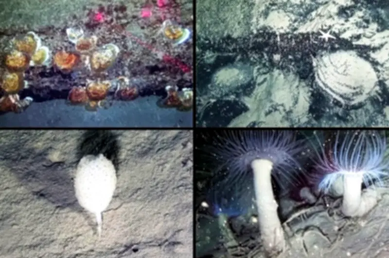 ইতালির নেপলস উপসাগরে সমুদ্রের গভীরে আবিষ্কৃত হলো প্রাচীন প্রবালপ্রাচীর