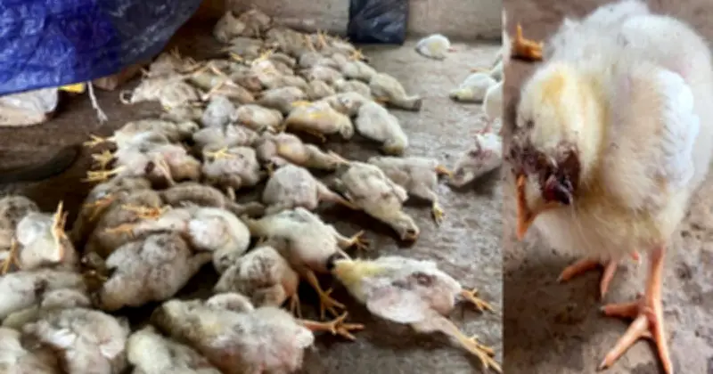 মীরসরাইয়ে পোল্ট্রি খামারে অ্যাসিড ছুড়ে ২০০ মুরগি হত্যার অভিযোগ, তদন্ত চলছে