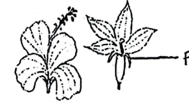 জীববিজ্ঞান: এসএসসি পরীক্ষার্থীদের জন্য অধ্যায়-১১-এর বহুনির্বাচনি প্রশ্ন ও উত্তর বিশ্লেষণ