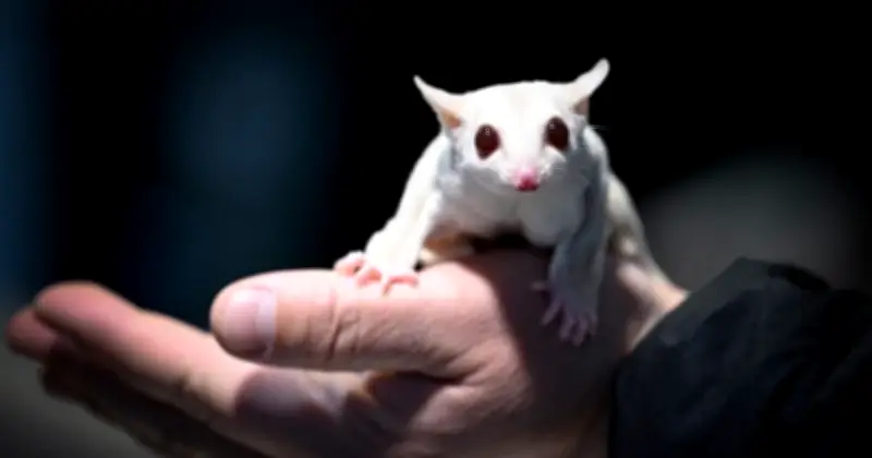 বেইজিং পশুমেলায় মিরক্যাট বিক্রি, যুবাদের মধ্যে বিদেশি পোষ্য জনপ্রিয়তা বাড়ছে