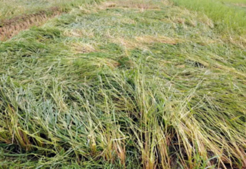 কিশোরগঞ্জে শিলাবৃষ্টিতে বোরো ধান ও সবজি খেতের ব্যাপক ক্ষতি, হাওরাঞ্চল সবচেয়ে বেশি ক্ষতিগ্রস্ত