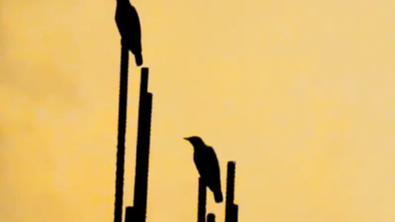 স্বাধীনতা দিবসে শিক্ষার্থীদের ডিসপ্লে প্রদর্শনী ও দেশাত্মবোধক গান