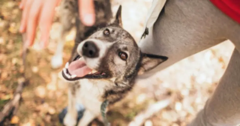 তুরস্কে পাওয়া ১৫,৮০০ বছরের পুরনো কুকুরের খুলি, প্রাচীনতম কুকুরের সন্ধান