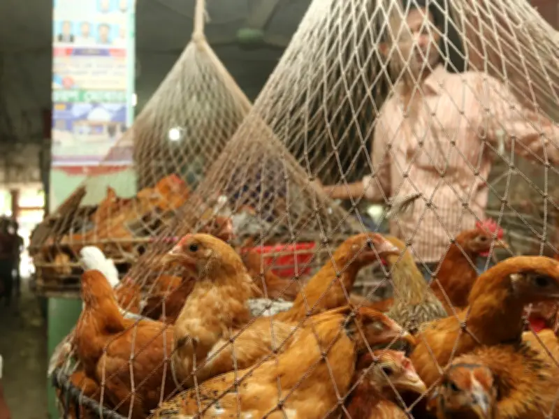 ঈদের পরেও মুরগির দাম চড়া, এক কেজি গরুর মাংসে দুই কেজি সোনালি মুরগি