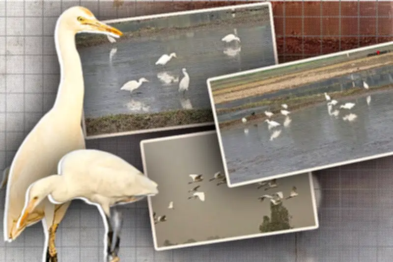 বাংলাদেশে অনলাইন শিক্ষার প্রসারে নতুন উদ্যোগ: শিক্ষার্থীদের জন্য ডিজিটাল সুযোগ বৃদ্ধি