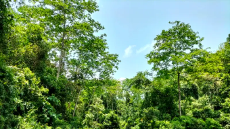 বিএনপির ২৫ কোটি বৃক্ষরোপণ প্রকল্প: বনভূমি কমার মোকাবিলায় নতুন উদ্যোগ