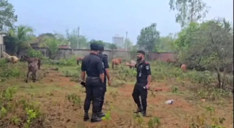 ঘোড়ার মাংস গরুর মাংস বলে বিক্রির অভিযোগে নারায়ণগঞ্জে অভিযান, ২০টি ঘোড়া উদ্ধার