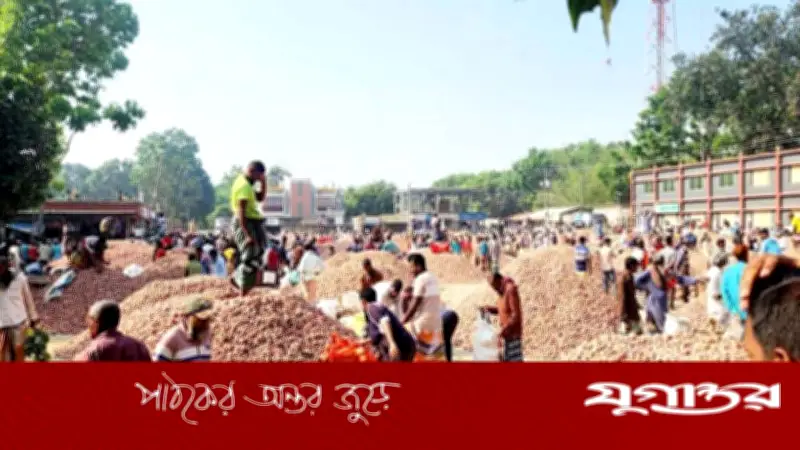 জ্বালানি সংকটে রাজশাহীতে পেঁয়াজের দাম কেজিতে মাত্র ৫ টাকা, চাষিরা বিপাকে