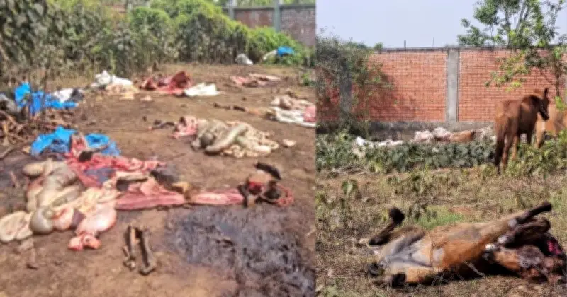 নারায়ণগঞ্জের পূর্বাচলে ঘোড়ার মাংস গরুর মাংস হিসেবে বিক্রির চাঞ্চল্যকর ঘটনা