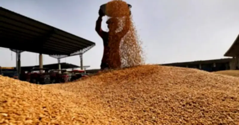 যুক্তরাষ্ট্র থেকে ৬২ হাজার টন গমের দ্বিতীয় চালান চট্টগ্রাম বন্দরে