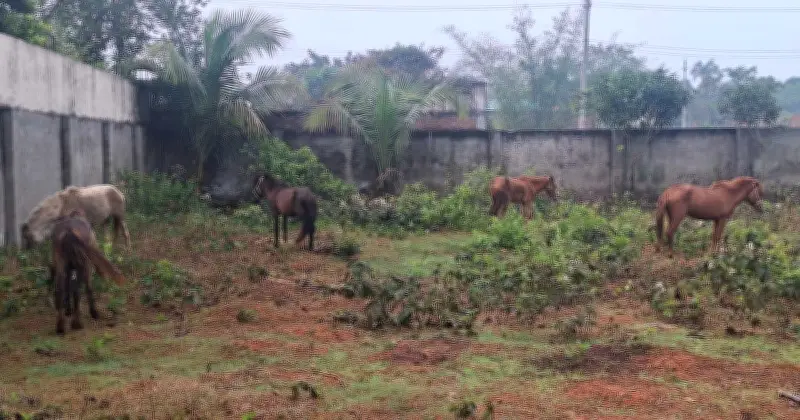নারায়ণগঞ্জে গরুর মাংস বলে ঘোড়ার মাংস বিক্রি: ২০টি ঘোড়া উদ্ধার, অসাধু চক্রের কার্যক্রম প্রকাশ