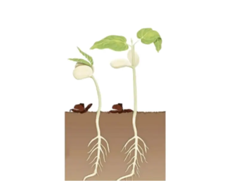 জীববিজ্ঞানের বহুনির্বাচনি প্রশ্ন: ফুলের প্রজনন থেকে ফল গঠন পর্যন্ত