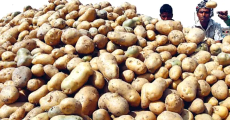 ভিয়েতনামে বাংলাদেশি আলু রফতানির নতুন দ্বার উন্মুক্ত, কৃষি খাতে বড় অর্জন