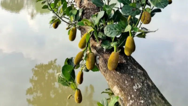 গ্রামীণ নারীদের পরিশ্রম থেকে নদীকেন্দ্রিক জীবন: বাংলাদেশের বৈচিত্র্যময় ছবি