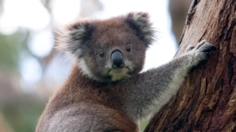 বাংলাদেশের প্রথম সিনেমা ‘মুখ ও মুখোশ’ নিয়ে নতুন তথ্য প্রকাশ
