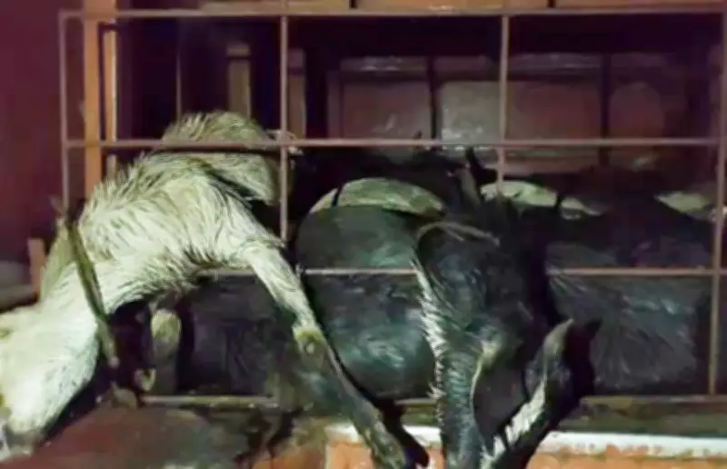 লক্ষ্মীপুরে যাত্রীবাহী বাসের লাগেজ বক্সে দম বন্ধ হয়ে ৪৭ ছাগলের মৃত্যু, জরিমানা ১০ হাজার টাকা