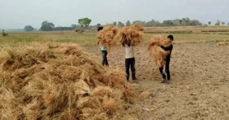 বারিন্দে মসুর ডালের বাম্পার ফলন ও লাভজনক দামে কৃষকদের মুখে হাসি