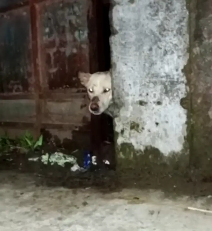 সুনামগঞ্জে উঁচু দেয়ালে আটকে পড়া কুকুরের তিন দিন পর উদ্ধার