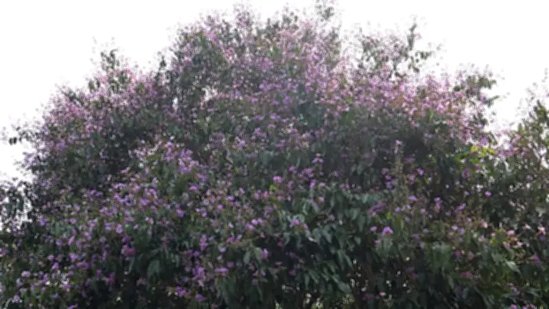 দেশীয় গাছের জয়যাত্রা: ২৫ কোটি বৃক্ষরোপণে অগ্রাধিকার পাচ্ছে জারুল, মেহগনি, কদম