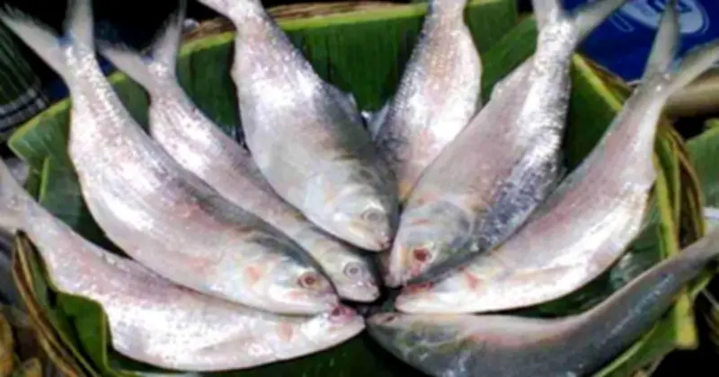 ইলিশ উৎপাদন সংকটে সরকারের হাজার কোটি টাকার ড্রেজিং পরিকল্পনা