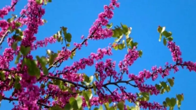 লিসবনের বসন্ত: জুডাস ট্রির গোলাপি মোহনায় শহর সেজেছে নতুন রূপে