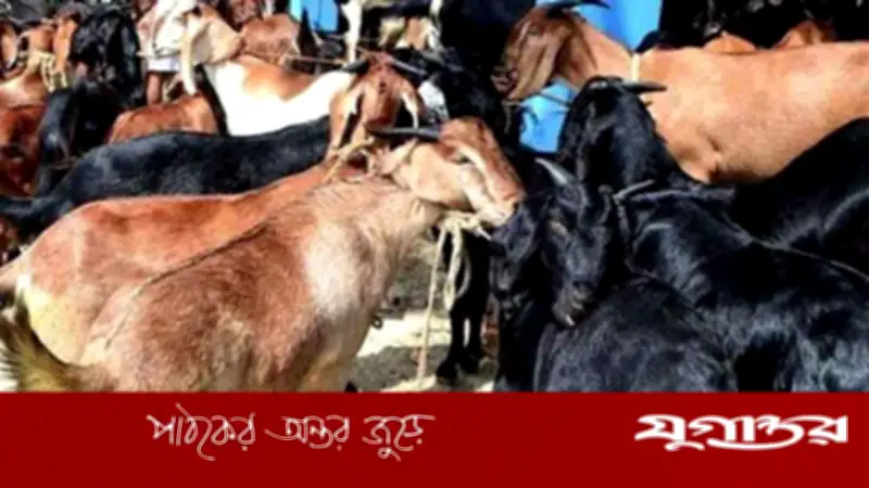 বাসের বাক্সে ৫৫ ছাগলের মৃত্যু: সুপারভাইজার ও মালিকের ১০ হাজার টাকা জরিমানা