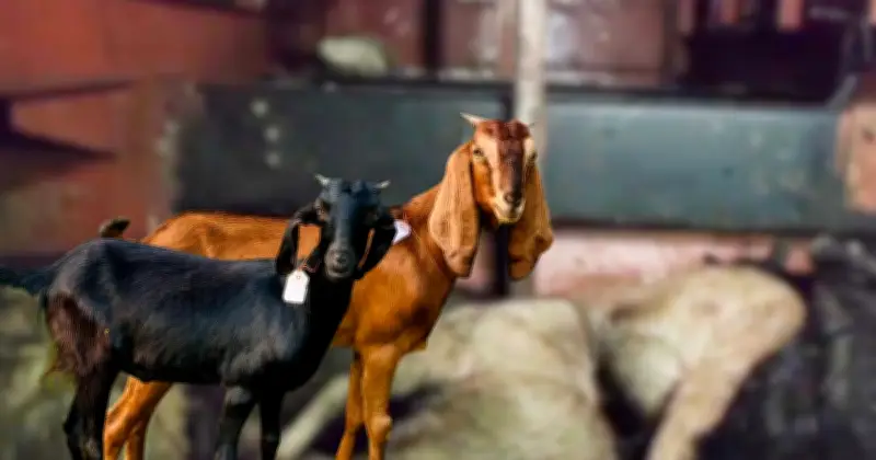 লালমনিরহাট থেকে লক্ষ্মীপুরে বাসে ৫৫ ছাগল দমবন্ধ হয়ে মারা গেছে, জরিমানা ১০ হাজার টাকা