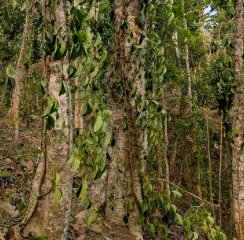 মৌলভীবাজারে খাসিয়া চাষির সহস্রাধিক পানগাছ কেটে ফেলেছে দুর্বৃত্তরা