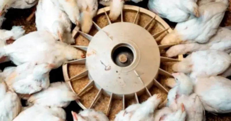 কাজী ফার্মসের ব্রয়লার নিলাম: দ্বাদশ সর্বোচ্চ দরে ন্যায্য মূল্য নির্ধারণের কৌশল