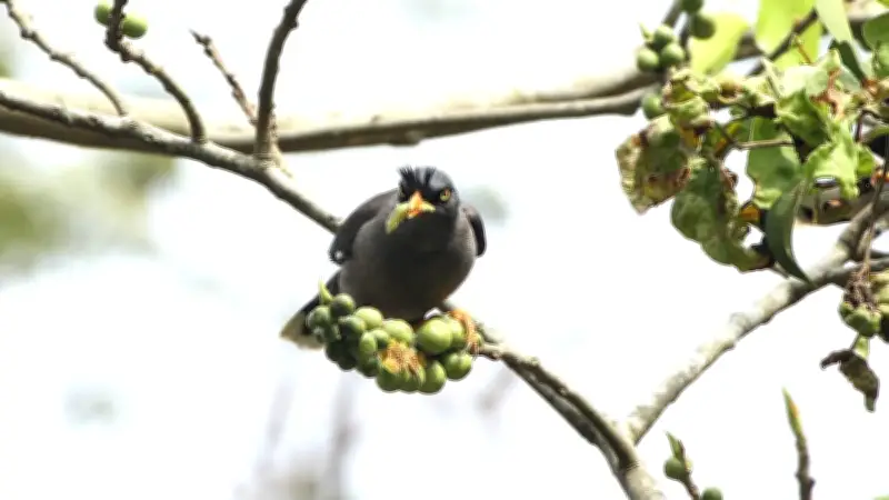 ক্ষুসাই প্রাঙ্গণে পাকুড়গাছে পাখিদের মেলা: বসন্তবাউরি থেকে হরিয়াল পর্যন্ত