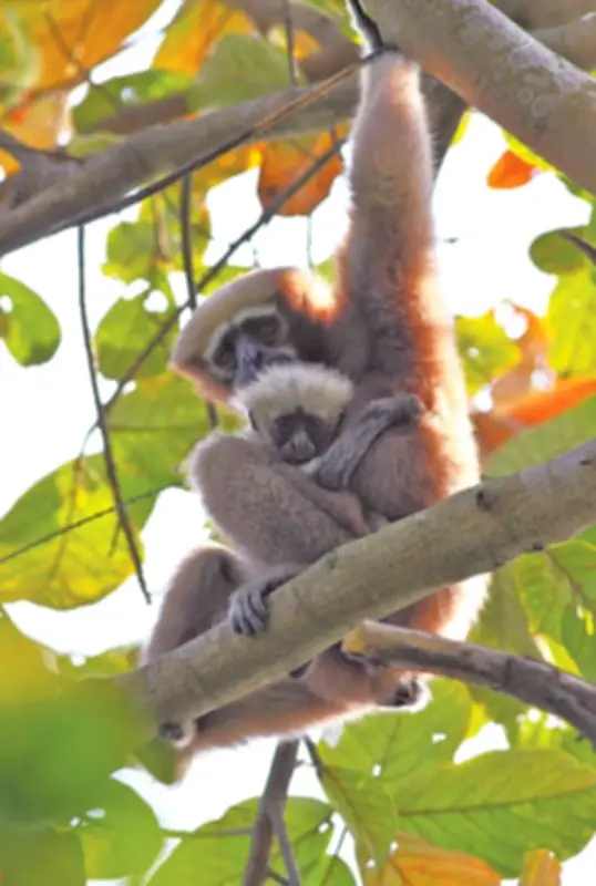 হবিগঞ্জের সাতছড়ি উদ্যানে উল্লুকের সন্ধান: বিরল প্রাণীর অস্তিত্ব রক্ষায় চ্যালেঞ্জ