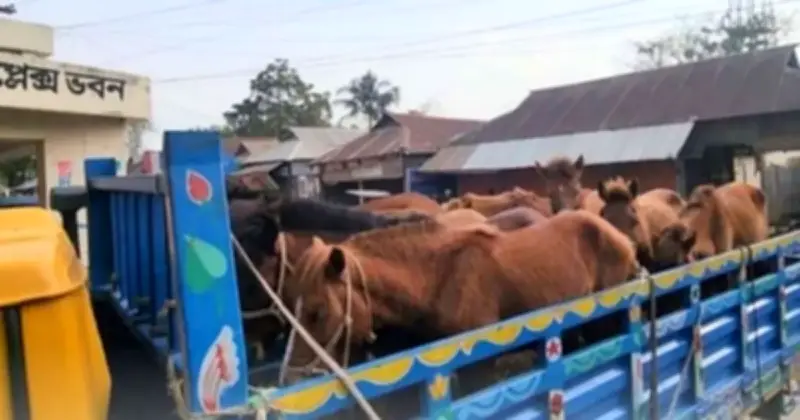 কালিয়াকৈরে জব্দ ঘোড়া নিলামে বিক্রি: একটি মৃত্যু, ৮টি বিক্রি