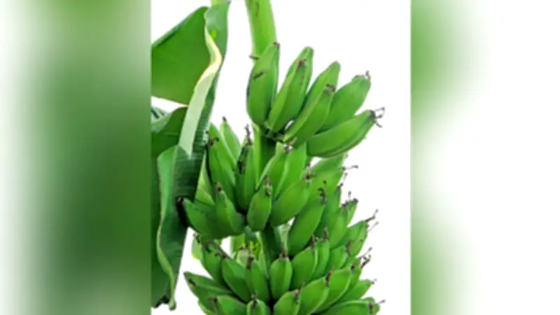 স্বাস্থ্যসচেতনতার প্রভাবে কাঁচকলা উৎপাদনে রেকর্ড বৃদ্ধি, বিবিএসের প্রতিবেদনে তথ্য