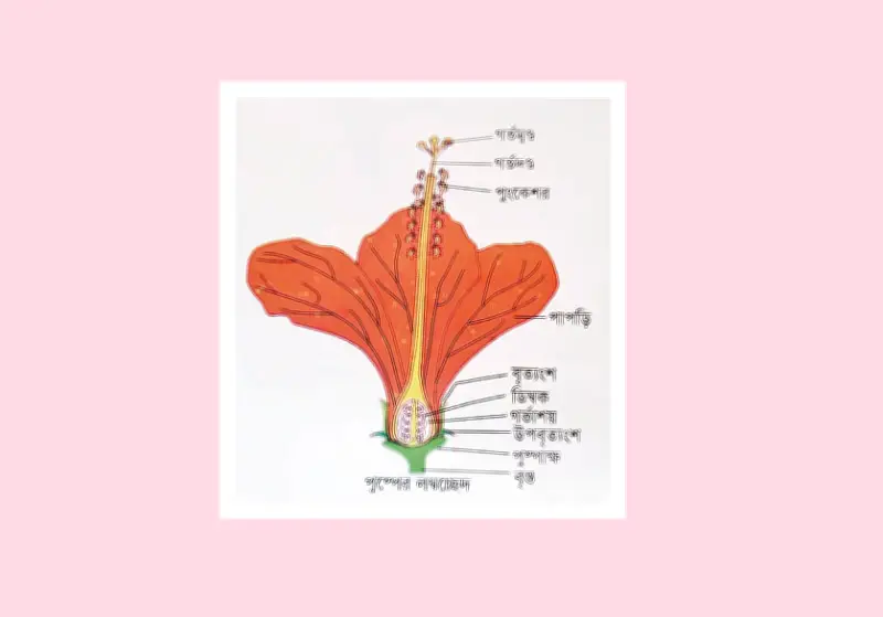 জীববিজ্ঞান পরীক্ষার প্রস্তুতি: পিটুইটারি গ্রন্থি থেকে এইডস পর্যন্ত গুরুত্বপূর্ণ বহুনির্বাচনি প্রশ্ন