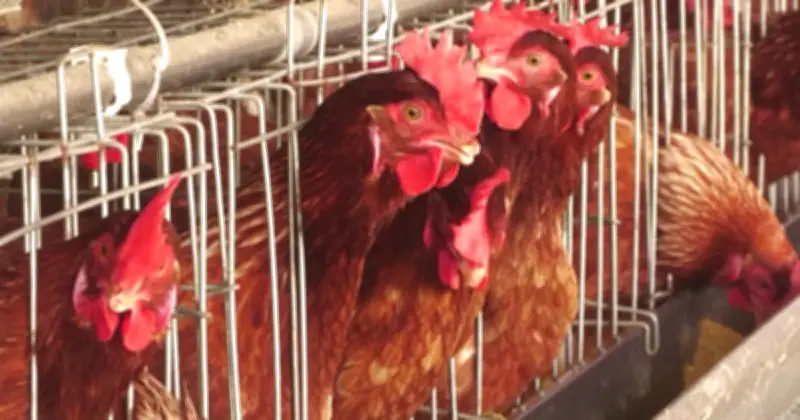 ঈদের আগে শহরের বাজারে ব্রয়লার মুরগির দাম বেড়েছে, খামারিরা লোকসান পুষিয়ে নিচ্ছেন