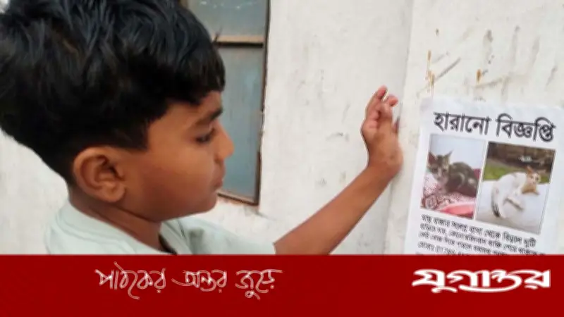 বাগেরহাটে হারানো পোষা বিড়াল ফিরে পেতে দেয়ালে দেয়ালে পোস্টারিং