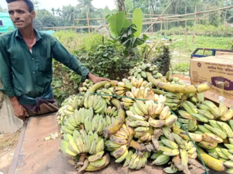 চট্টগ্রামের আনোয়ারায় স্কুল ফিডিং কর্মসূচিতে পচা-কাঁচা কলা সরবরাহ, শিক্ষার্থীরা বঞ্চিত