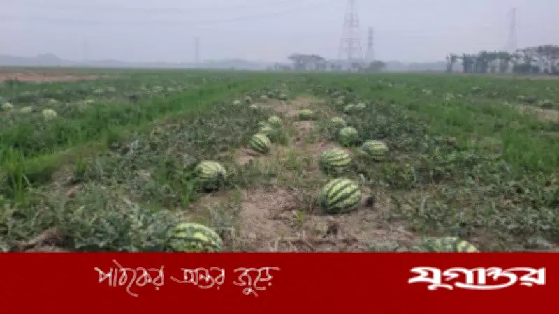 বাম্পার ফলনেও বিপাকে আমতলীর তরমুজ চাষিরা, শত কোটি টাকা লোকসানের আশঙ্কা