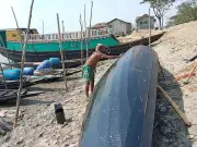 দুই মাস পর সুন্দরবনে কাঁকড়া আহরণ শুরু, জেলেদের কর্মব্যস্ততা