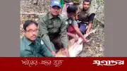 সুন্দরবনে শিকারিদের ফাঁদে আটকা গর্ভবতী হরিণ উদ্ধার ও অবমুক্ত
