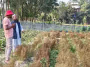 সীতাকুণ্ডে প্রথম জিরা চাষের স্বপ্ন ভেঙে গেল রোগে, কৃষক ইমতিয়াজ হোসাইনের হতাশা