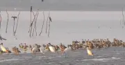 শীতে ঝোপখালীর রূপান্তর: পরিযায়ী পাখিদের মিলনমেলায় পরিণত হয়েছে জলাভূমি